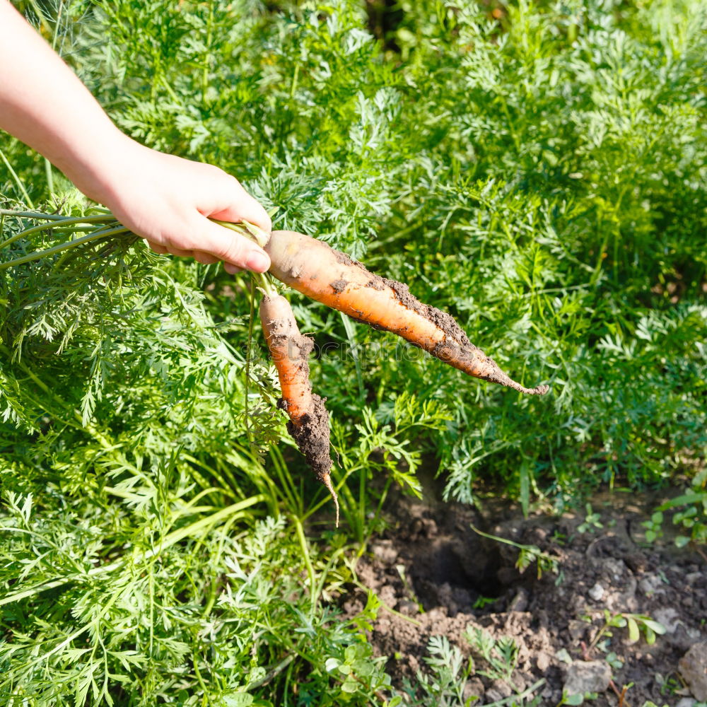 Similar – Carrots in a vegetable garden