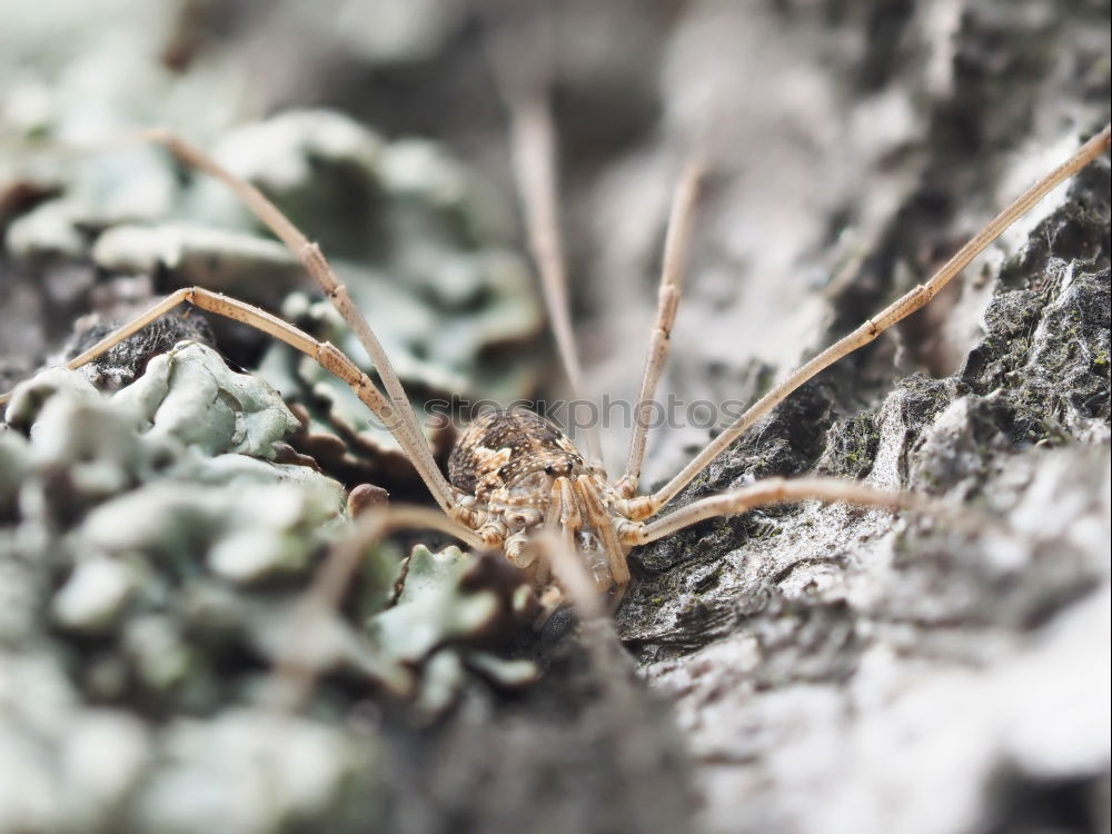 Similar – Image, Stock Photo mandrel Plant Animal Thorn