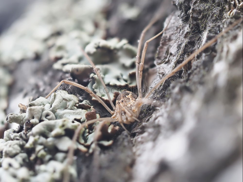 Similar – Image, Stock Photo mandrel Plant Animal Thorn