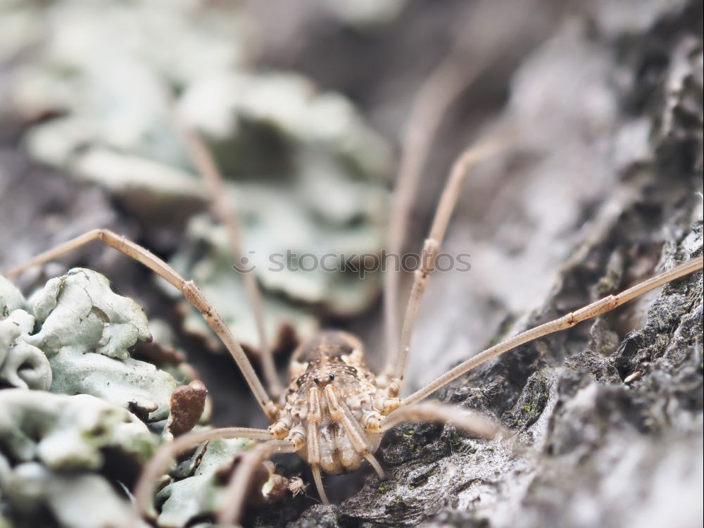 Image, Stock Photo mandrel Plant Animal Thorn