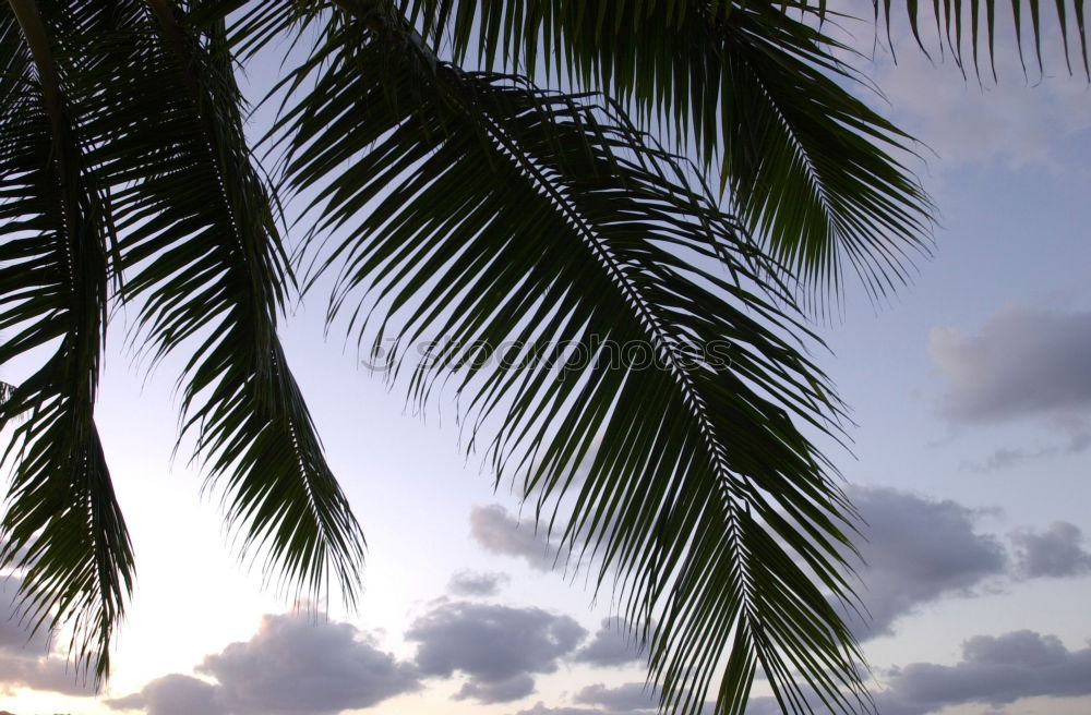 Similar – palm climber Palm tree