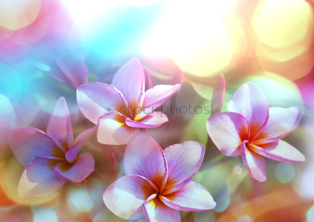 Similar – Image, Stock Photo purple Nature Plant Summer