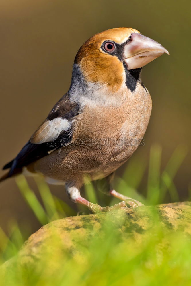 Similar – hawfinch Environment