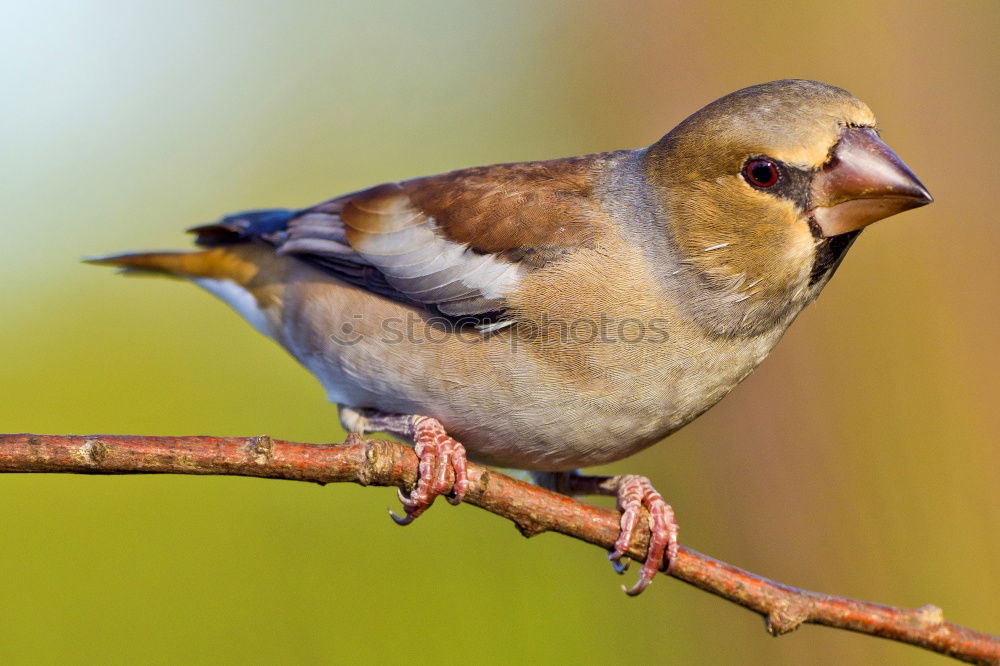 Similar – Image, Stock Photo garden bird on a stump