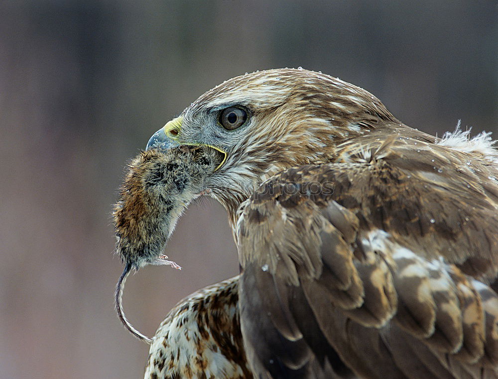 Similar – Image, Stock Photo Madam Animal Bird 1