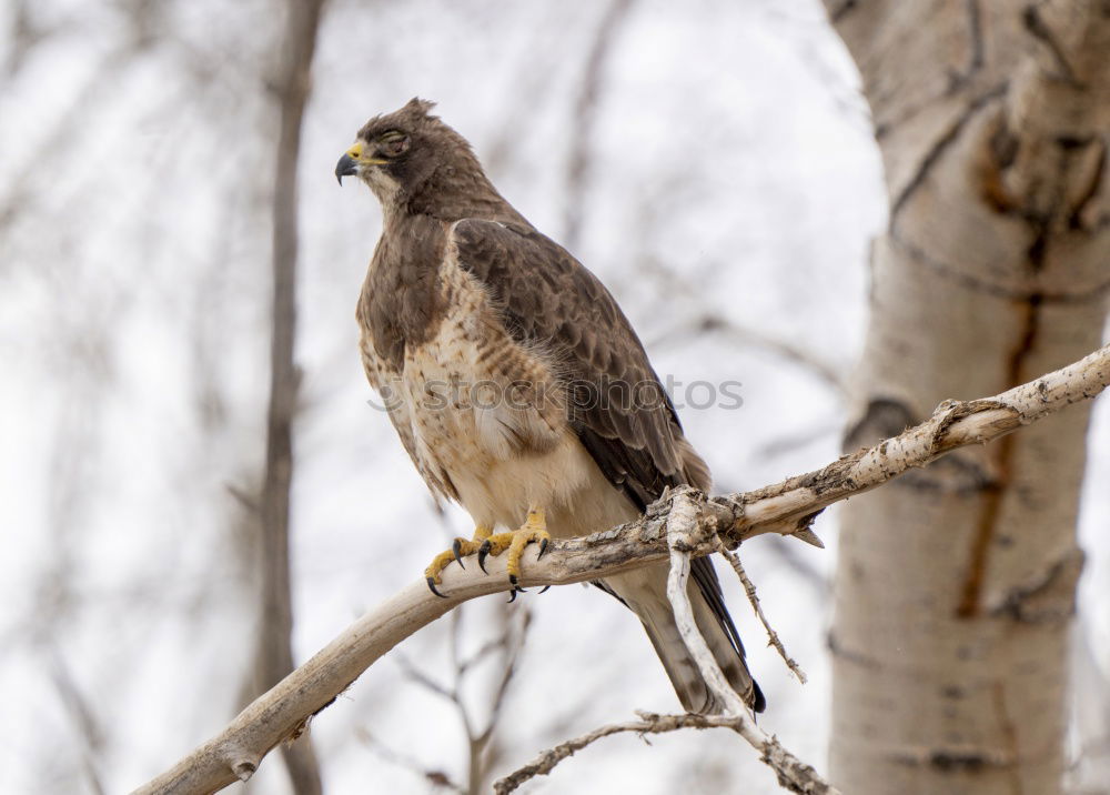 Similar – Image, Stock Photo Buzzard on the lookout