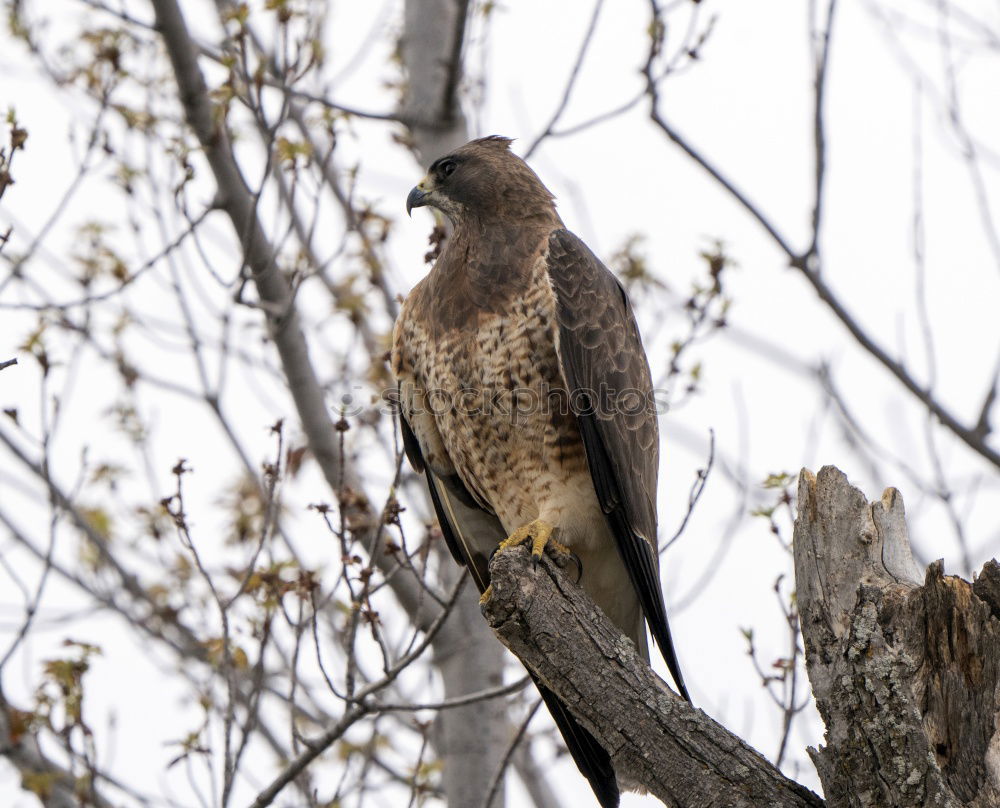 Similar – Image, Stock Photo Buzzard on the lookout