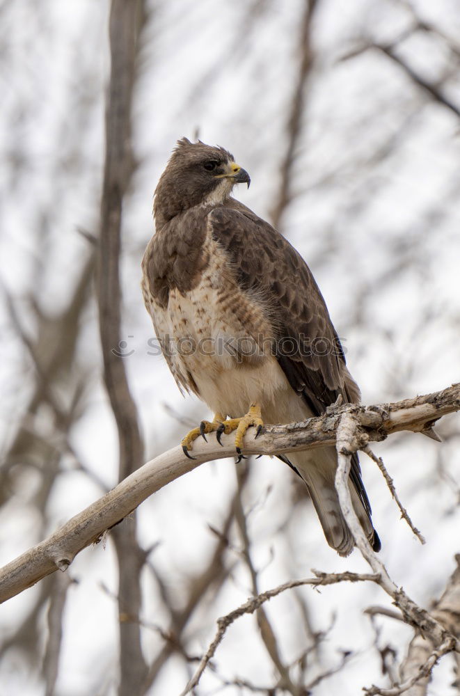 Similar – Image, Stock Photo Buzzard on the lookout
