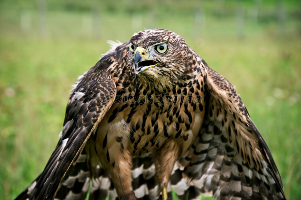 Similar – Image, Stock Photo The owl Environment Animal