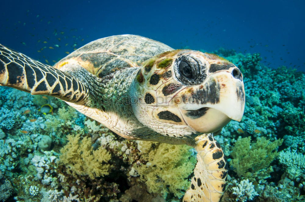 Similar – coral garden Snorkeling