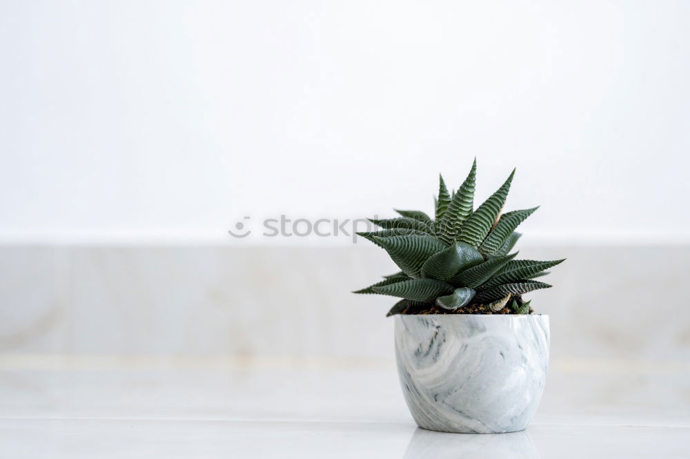 Similar – Aloe Vera plant in flower pot