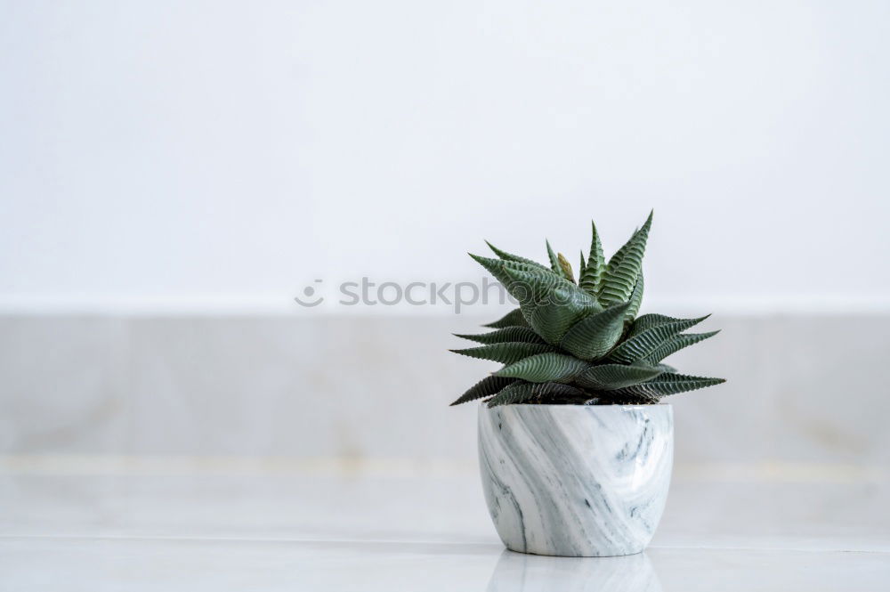 Similar – Aloe Vera plant in flower pot