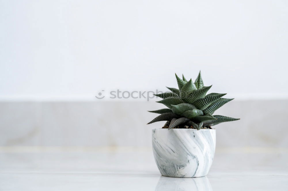 Similar – Aloe Vera plant in flower pot