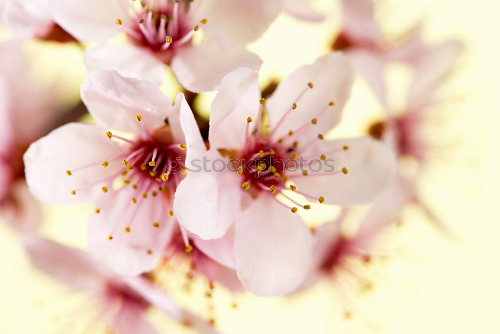 Similar – Foto Bild Die Tulpenzeit hat begonnen !!