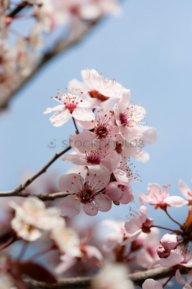 Similar – Image, Stock Photo cherry blossoms Cherry