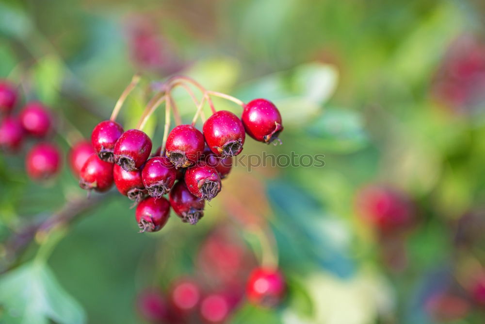 Similar – Image, Stock Photo Closeup of ripe red cherry berries on tree among green leaves