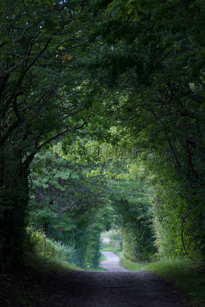 Similar – Image, Stock Photo Baltic forest Art