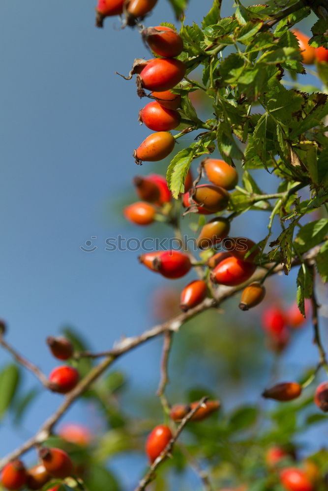 Similar – Image, Stock Photo elder Food Fruit
