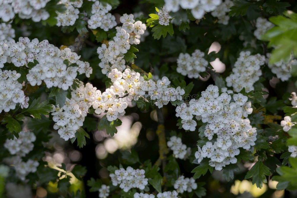 Similar – Foto Bild Edelweiss Gesundheit