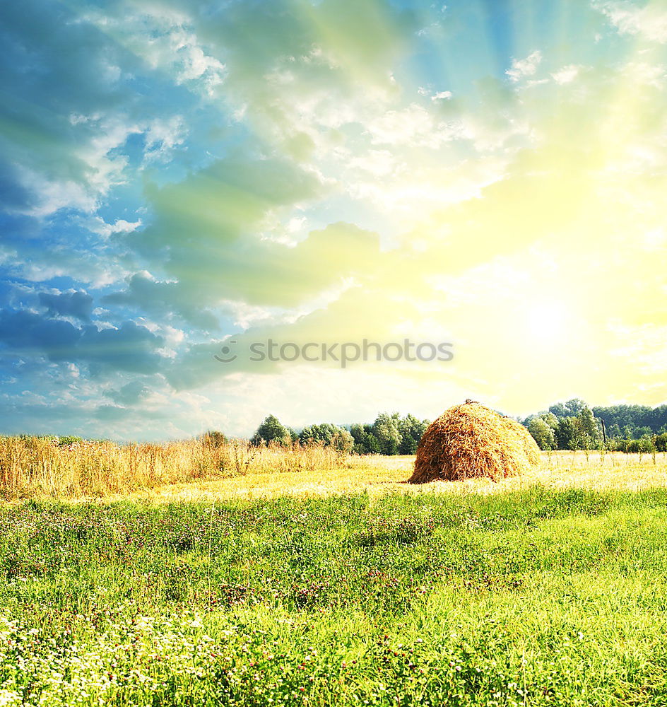 Image, Stock Photo harvest time Environment