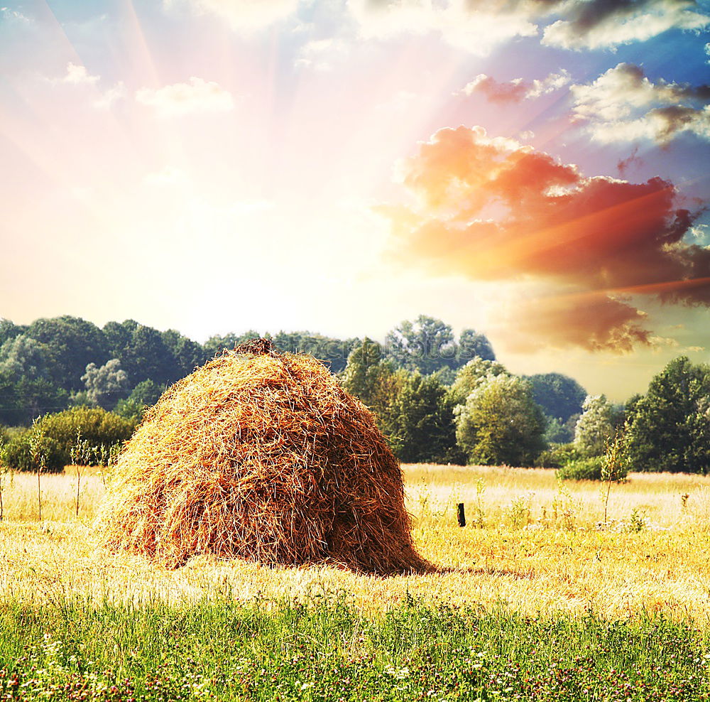 Similar – Image, Stock Photo harvest time Environment