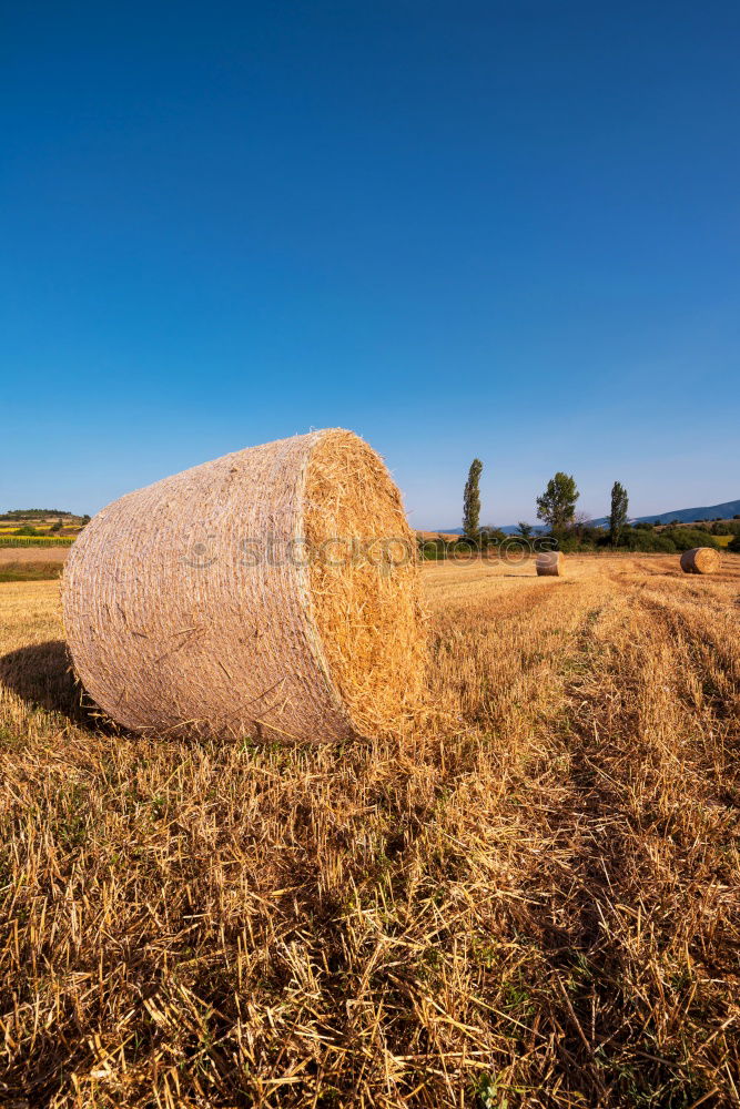 Similar – agriculture Field Straw