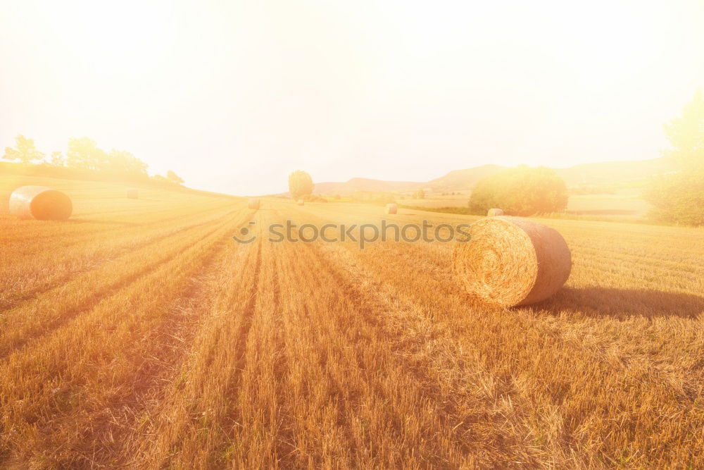 Image, Stock Photo Harvester on a field