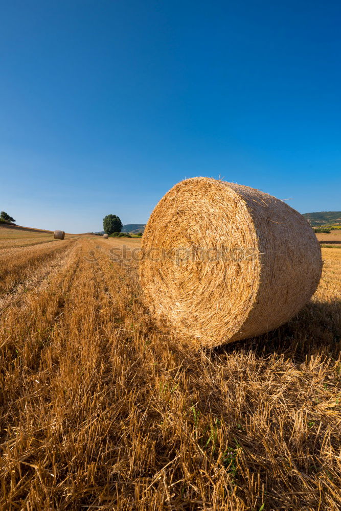 Similar – agriculture Field Straw