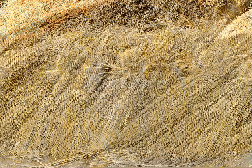 Similar – Image, Stock Photo Corn Sea Cornfield Wheat