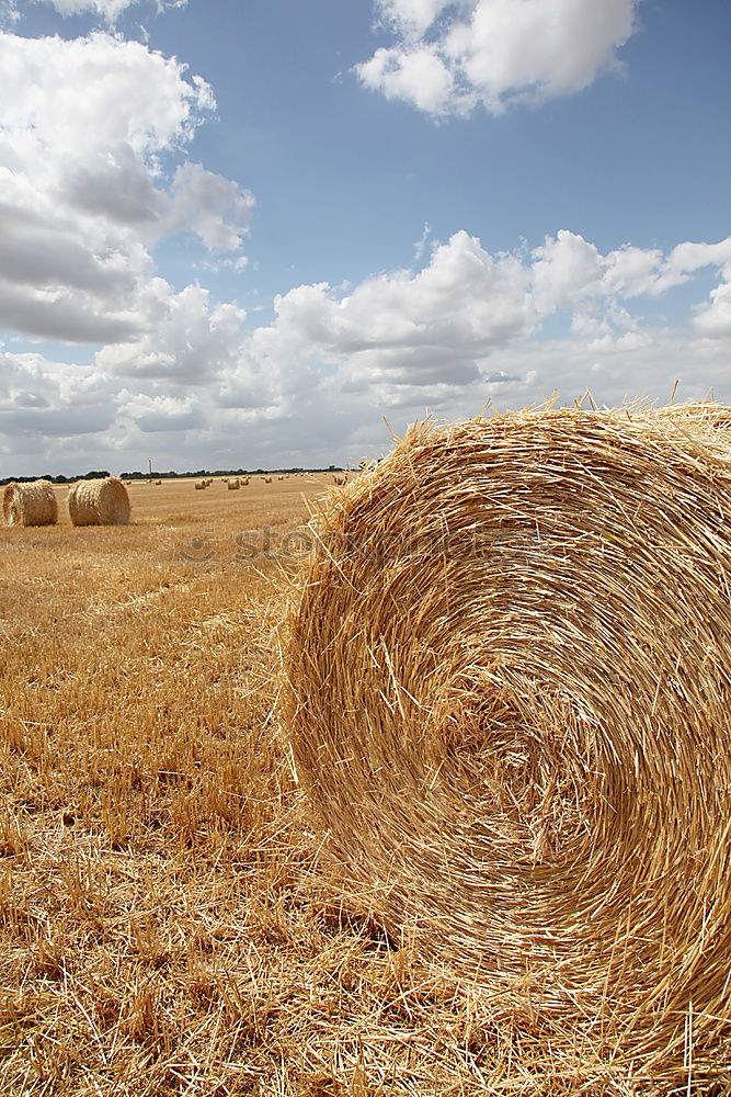 Similar – agriculture Field Straw