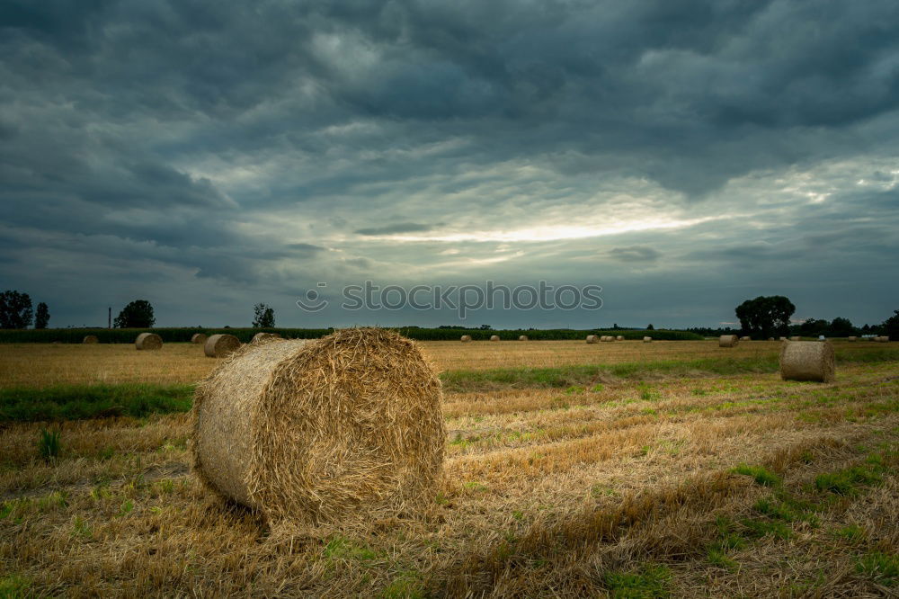 HATE IS THE HARVEST Wolken