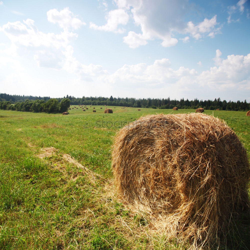 Similar – hay bales Hay bale Straw