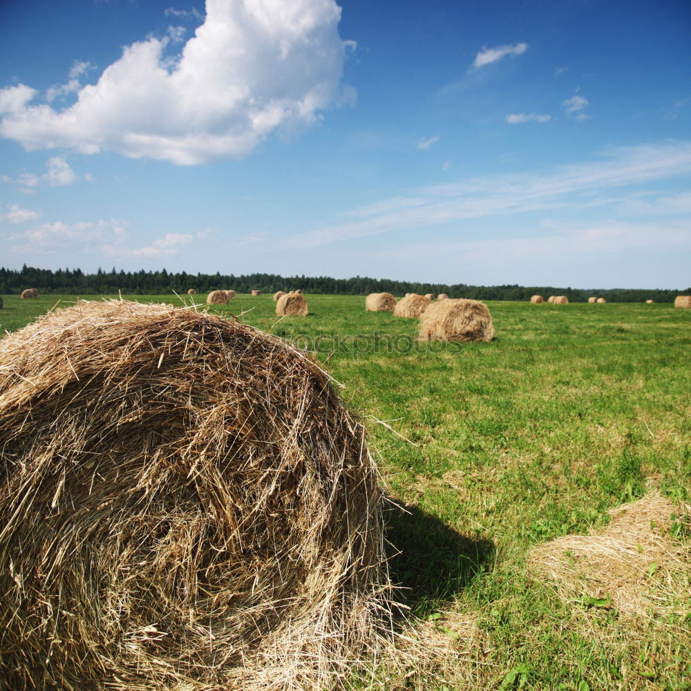 Similar – Loading harvest sacks on the tractor