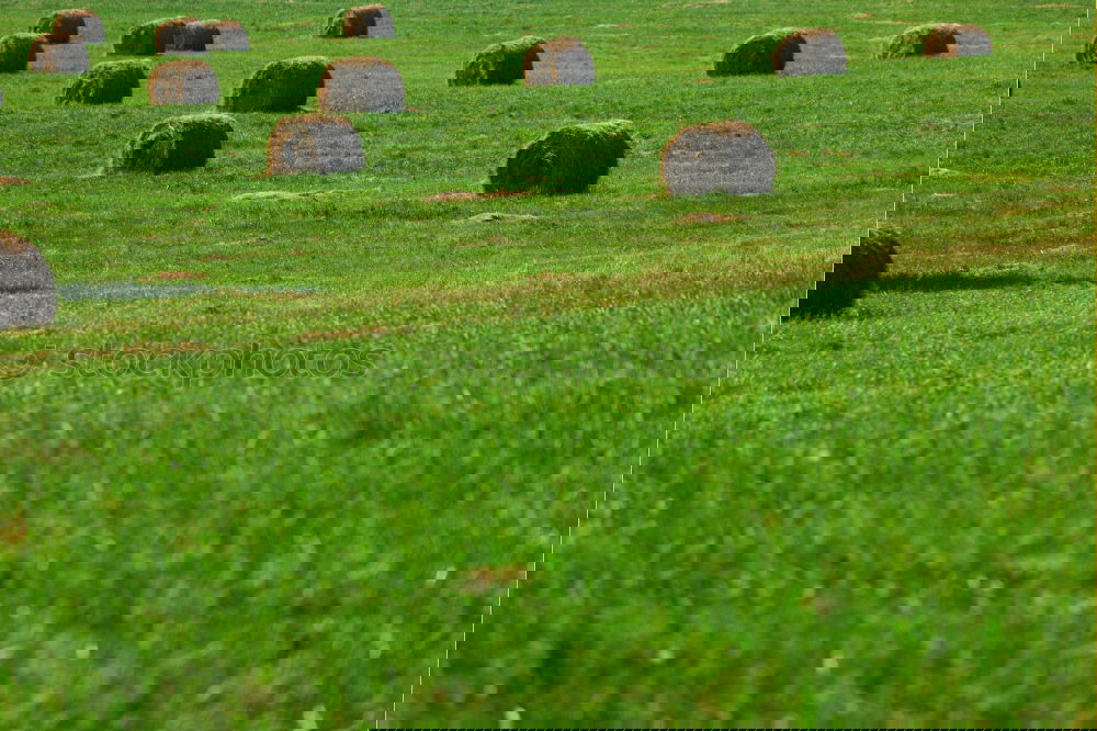 Similar – Image, Stock Photo Pretty piled up Meadow