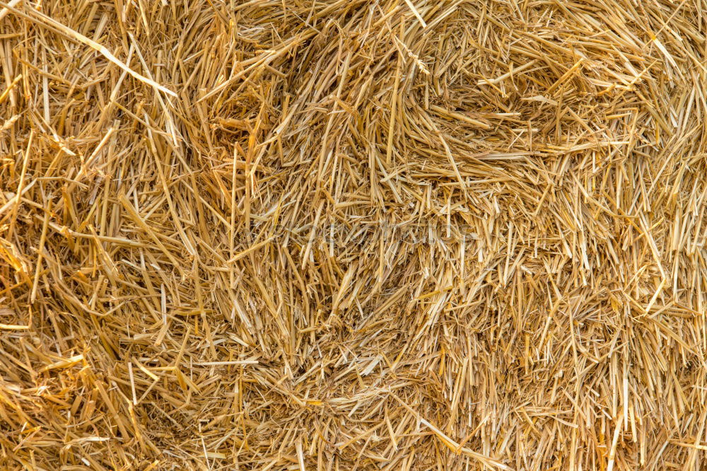 Straw Background Nature