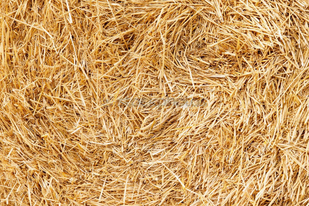 Similar – Straw Background Nature