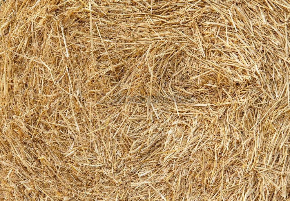 Similar – Straw Background Nature