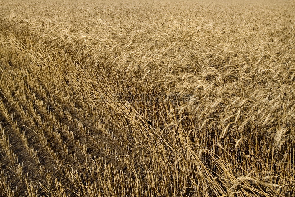 Similar – sea of wheat Wheat Summer