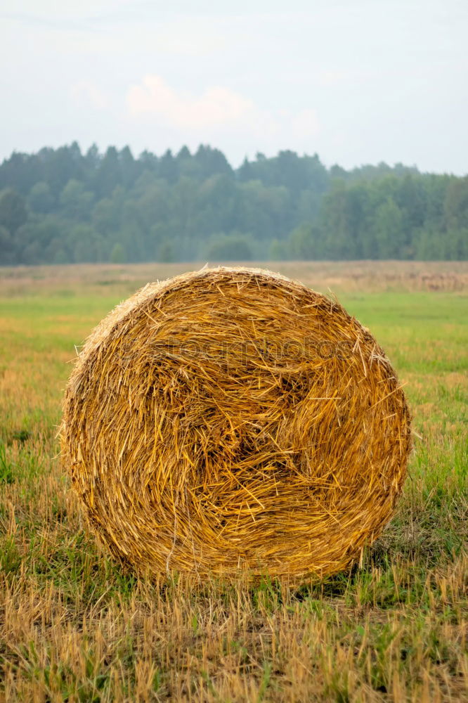 Similar – Foto Bild Der Sensenmann Feld