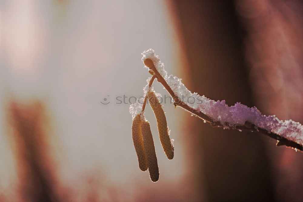 Similar – ice bloom Nature Spring