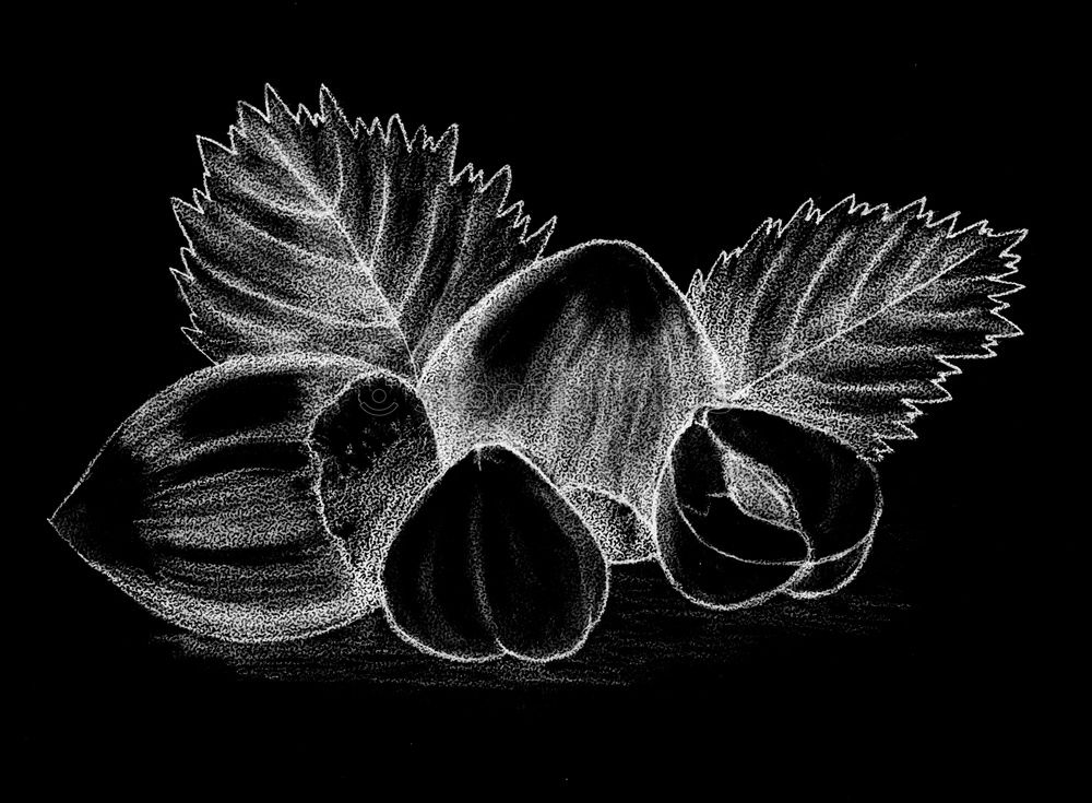 Similar – Image, Stock Photo Tulip power 2 Classical