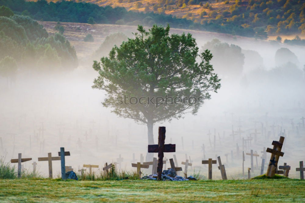 Image, Stock Photo the last poppy Nature