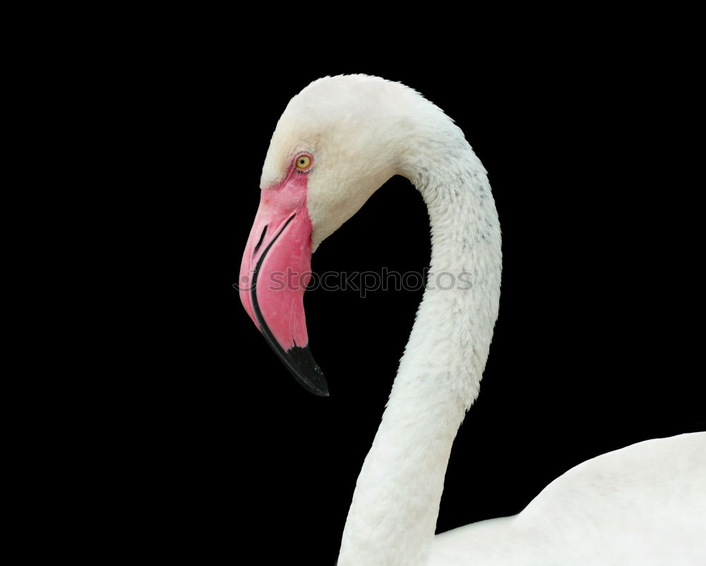 Similar – Image, Stock Photo gooseneck Swan Bird Animal