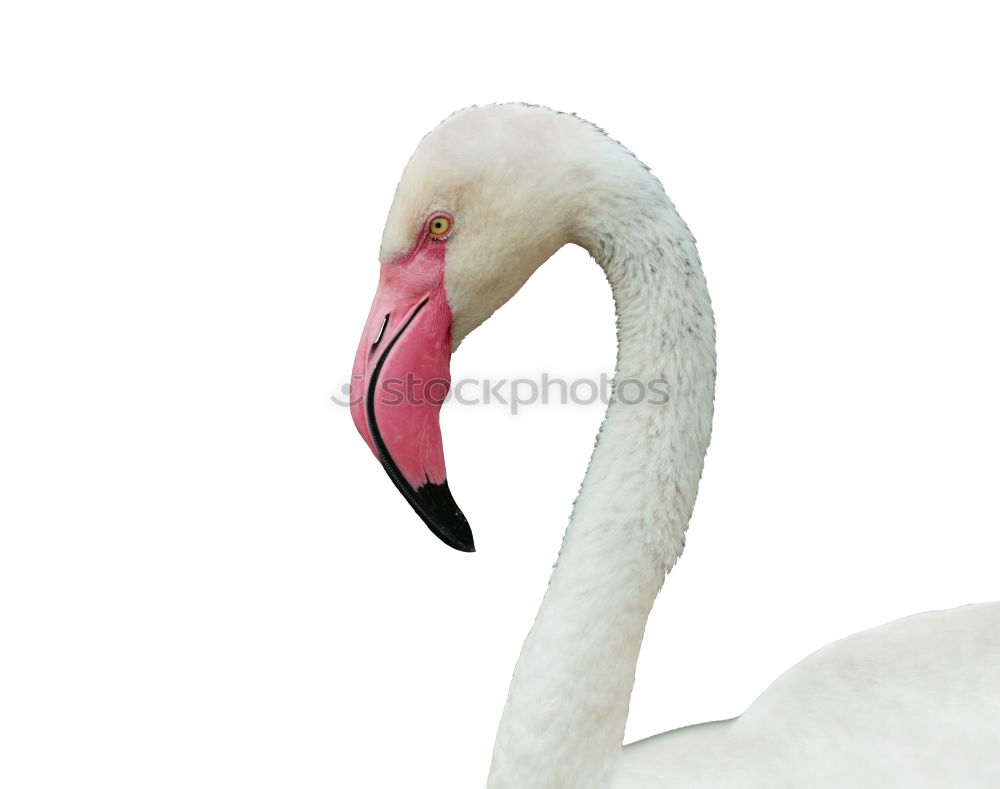 Similar – flamingos Flamingo France