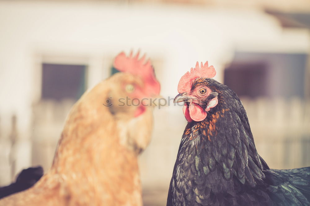 Similar – hen races Animal