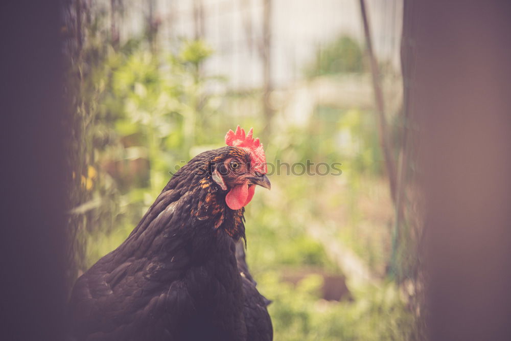 Similar – Hen in the farm Lifestyle