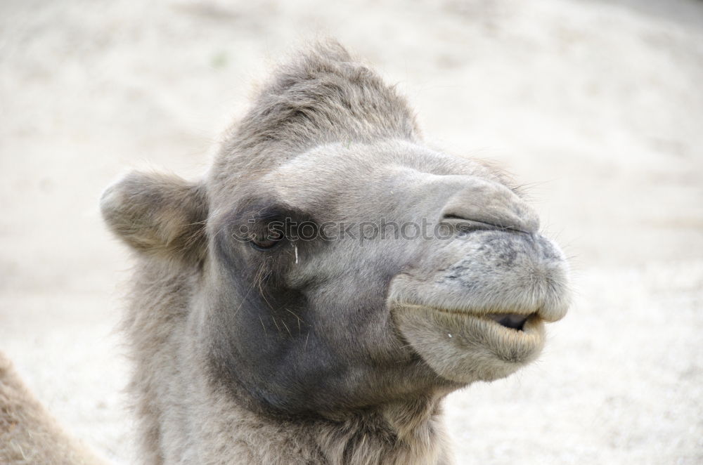 Camelface Morocco Africa