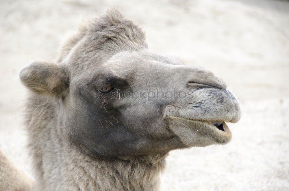 Similar – Camelface Morocco Africa