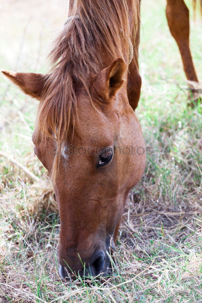 Similar – Portrait of an Icelandic pony