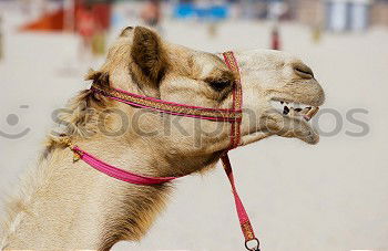 Similar – camels in dubai Camel